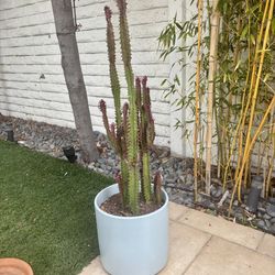 Potted Cactus plant