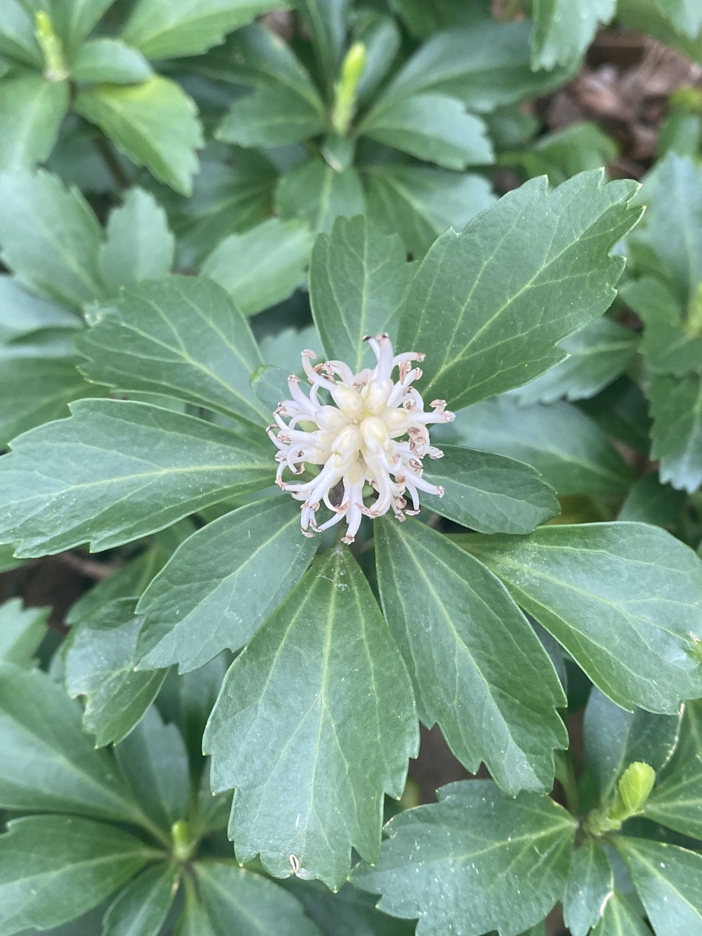 Pachysandra Plants - Every year bloom evergreens