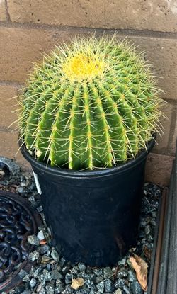 Big cactus plant