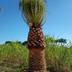 Canary Palms  All Sizes Available  Instant  Decoration