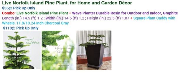 Live Norfolk island pine plant combo