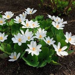 Bloodroot Plant Shade