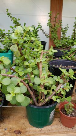 Jade plant