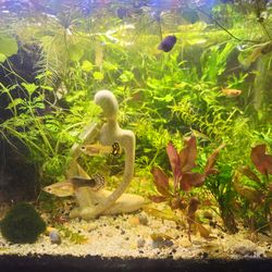 Free Aquarium Lettuce, A variety of plants. Pick Up Only.