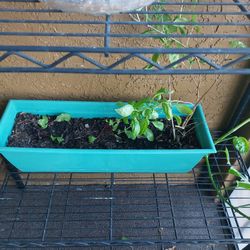 Basil and Beet Root Plant w/ Pot