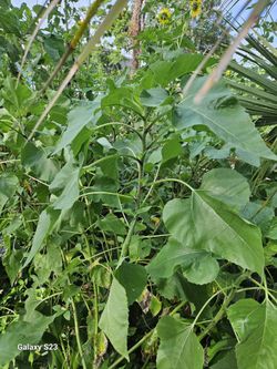 Free Sunflower Plants