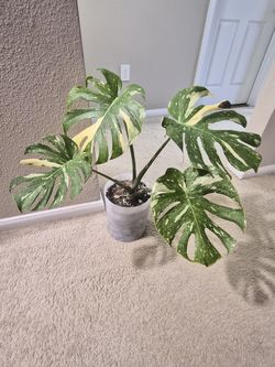 Monstera Thai Constellation