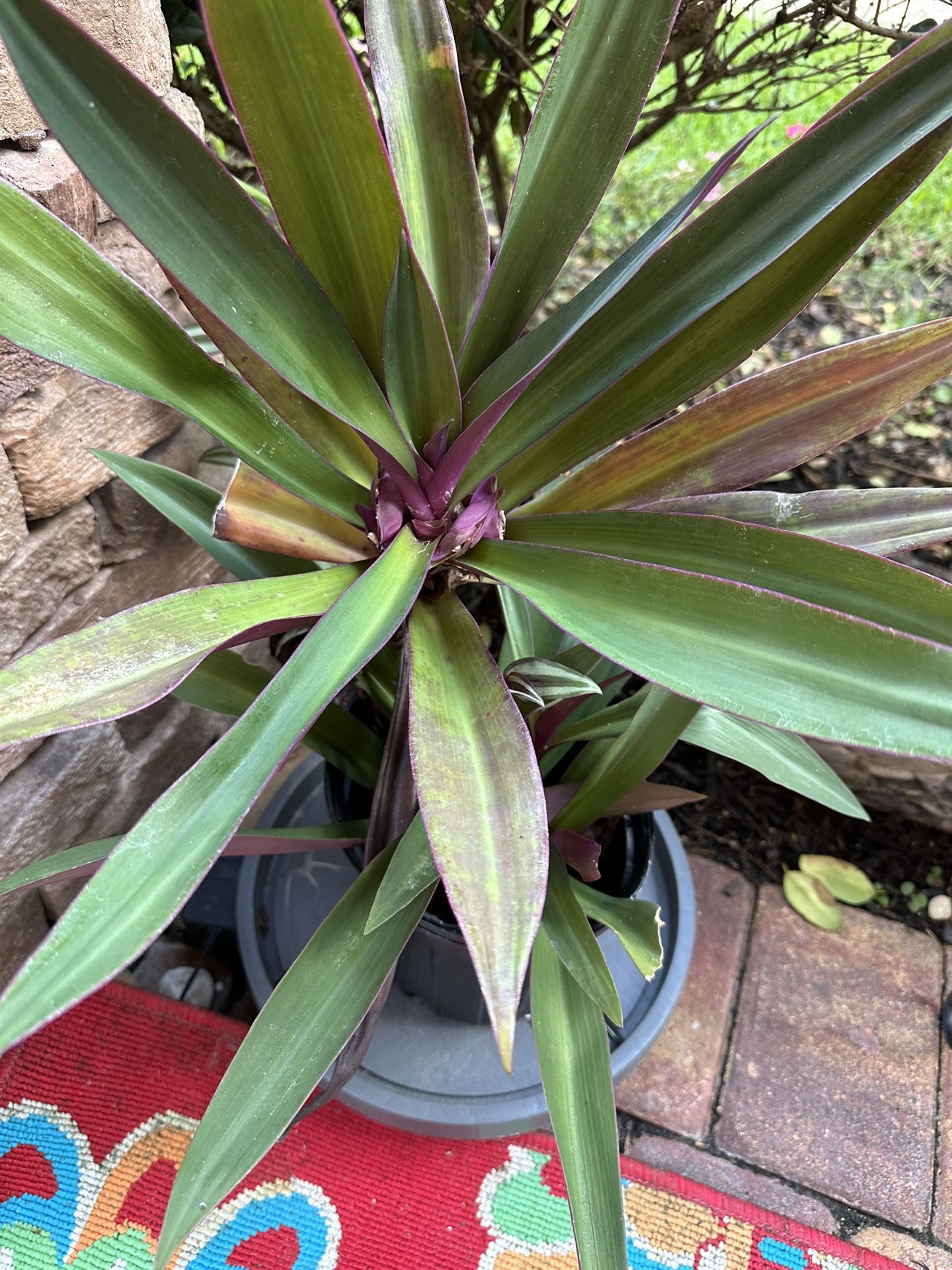 Each Plant Ask Each 6.00