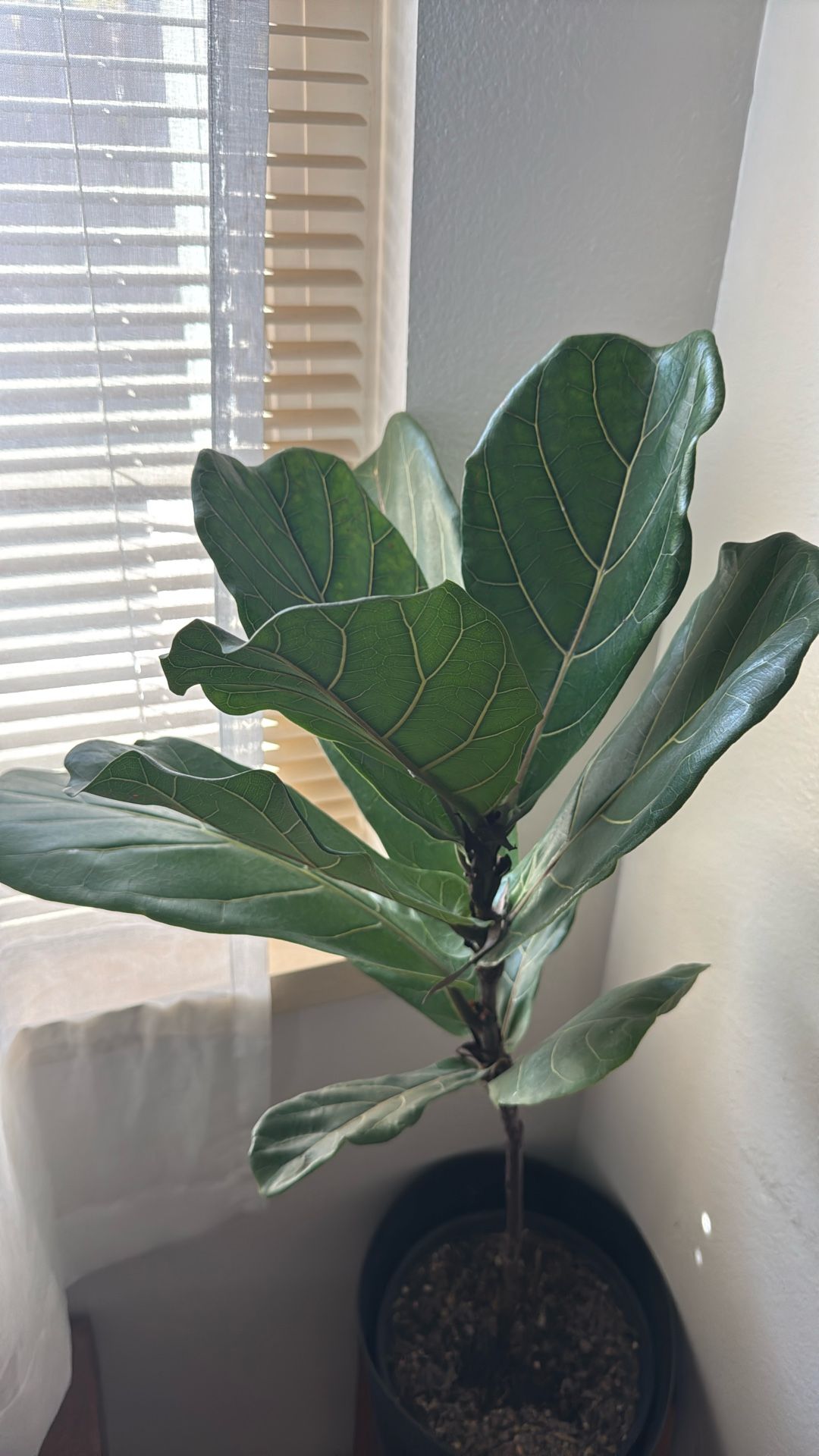 Fig Leaf Ficus Plants