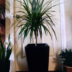 $39 each beautiful plant 