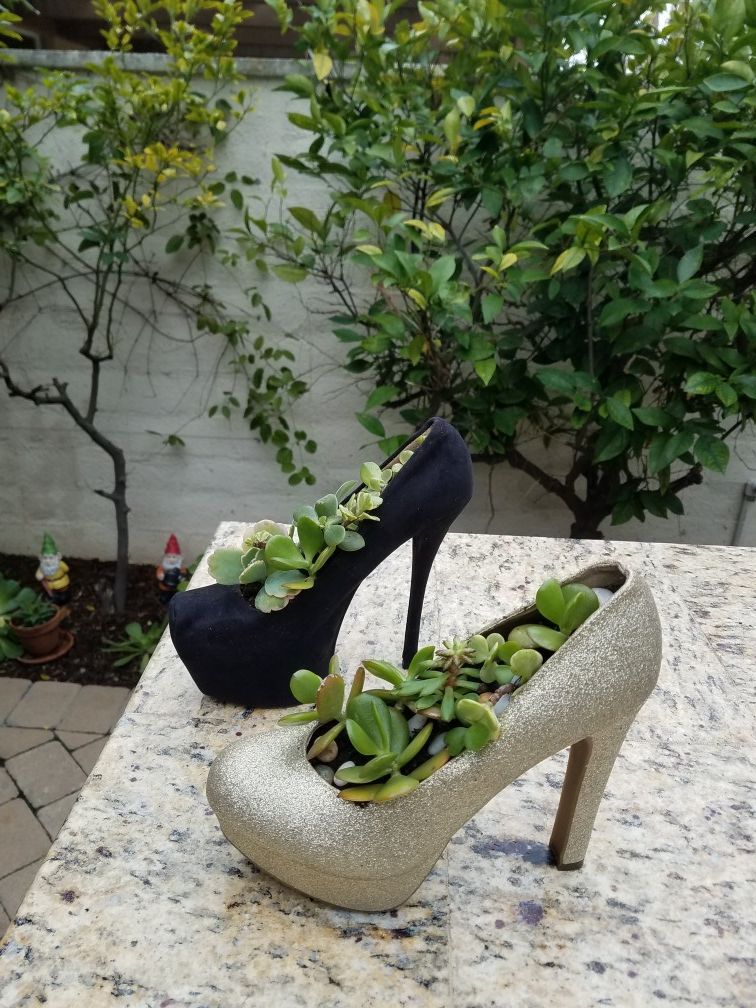Fairy Gardens & Succulents