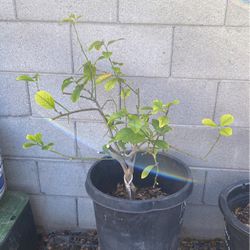 10 Gallon Meyer Lemon Tree 