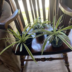 Plantas Naturales 3 Dolares Cada Una 