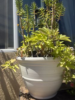 Large Succulent