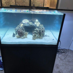 Saltwater aquarium