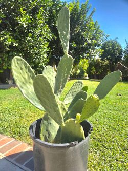 Cactus Plant