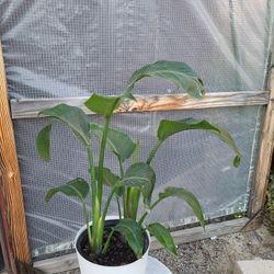Birds Of Paradise Plant 10" Nursery Pot