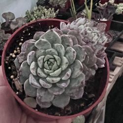 Echeveria Mini Ma | Rare Succulent Plant | 4”
