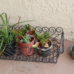 Plant Basket+ Plants