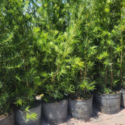 Gorgeous Podocarpus Plants For Inmediate Privacy!!! 6 Feet Tall!! Fertilized 