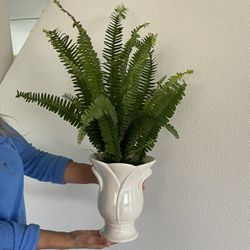 Boston Ferns Plants With A Ceramic Decorative Pot 