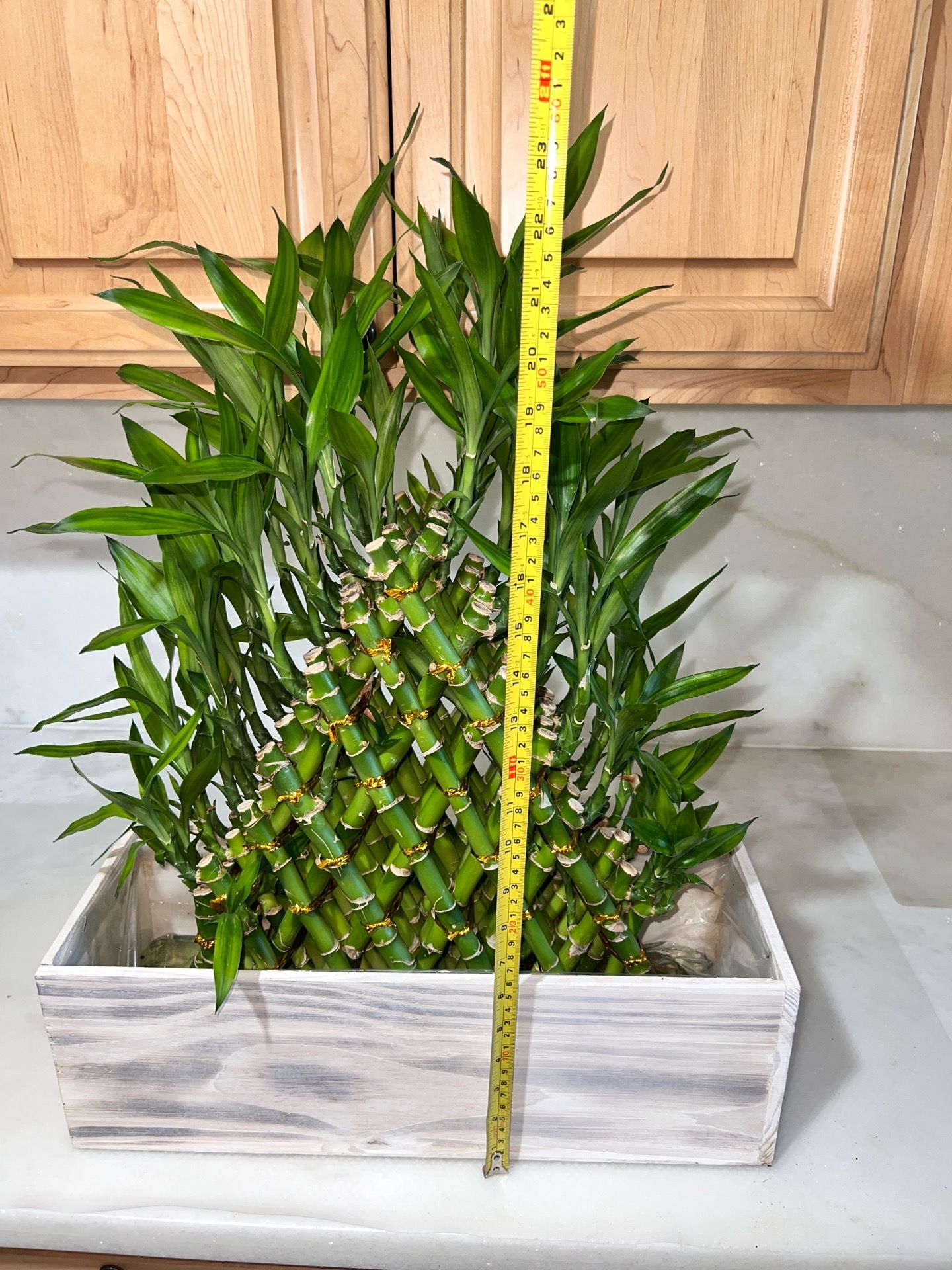 Brand new -LIVE 8 wall Lucky bamboo plant tier with planter box(24 inches tall)