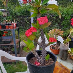 Corona De Cristo