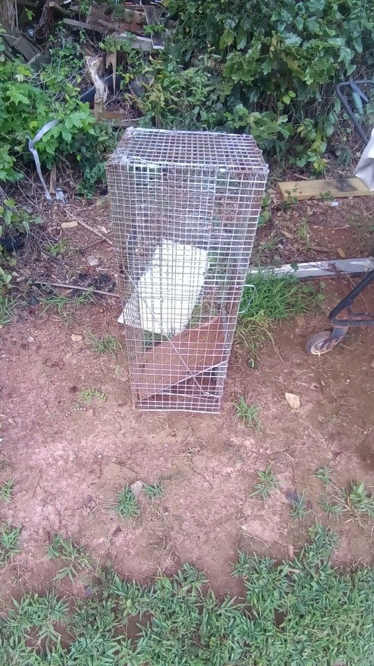 Rabbit Trap