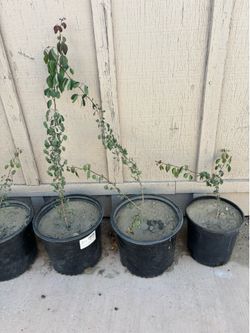 Guamuchiles (pinzanes)