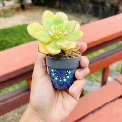 Succulent giveaway 1 piece