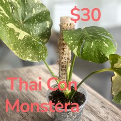 Plants for sell