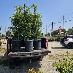Indian Laurel