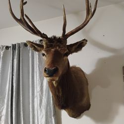 Elk Taxidermy 