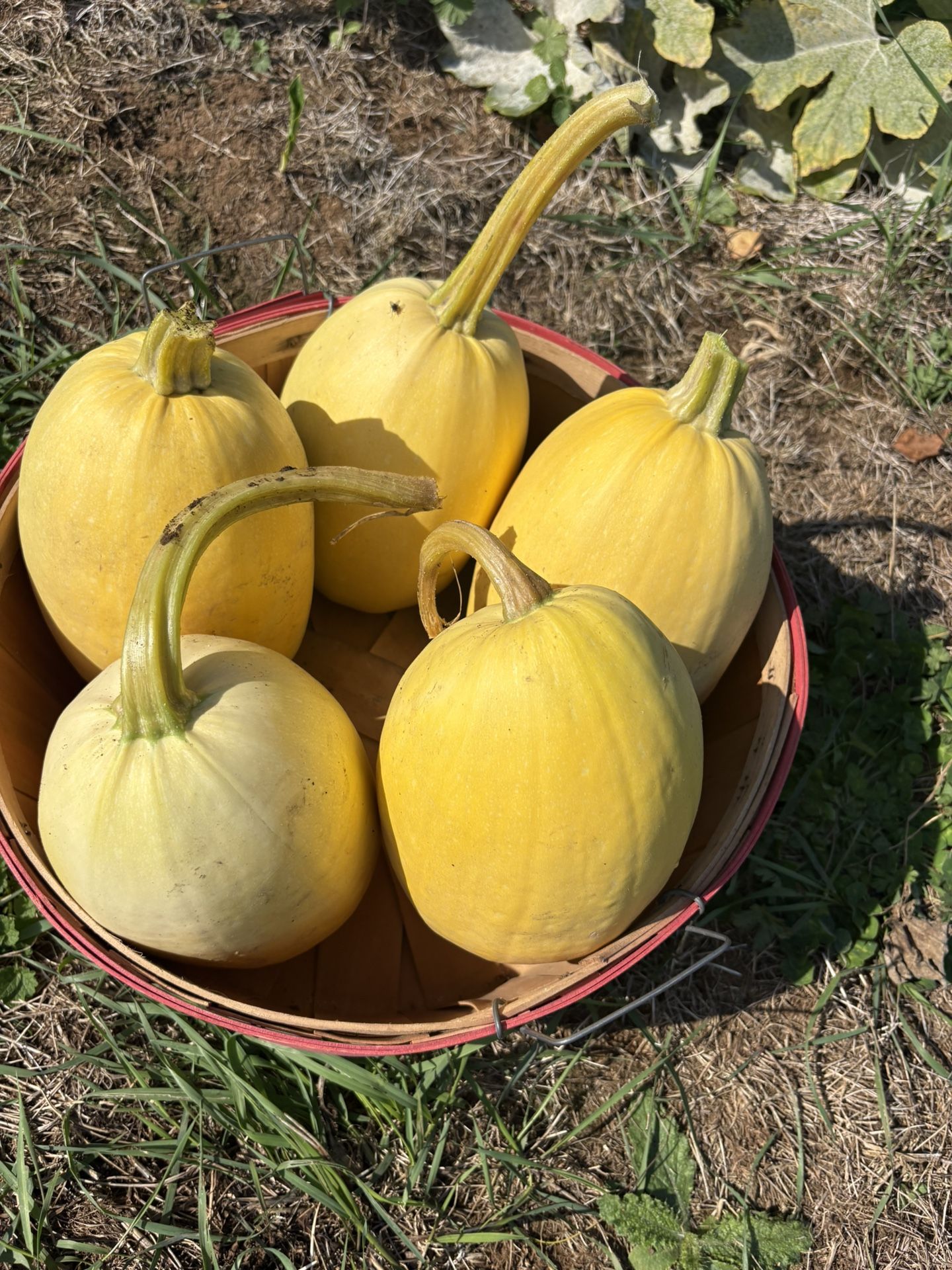 Spaghetti Squash And More