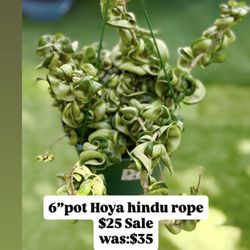 Plants (6”pot🌿Sale $25🌿Hoya hindu rope )was:35$