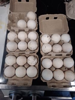 Turkey Hatching Eggs