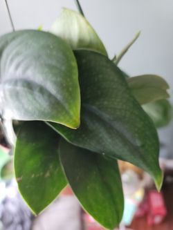 Jade Satin Pothos