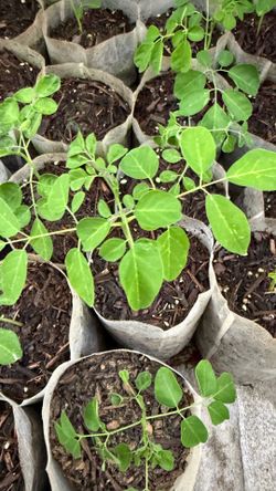 Moringa Sapling Plants, Pesticide-Free, Malunggay, Miracle Tree, Drumstick