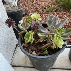Succulents 