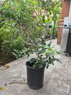 Kaffir Lime