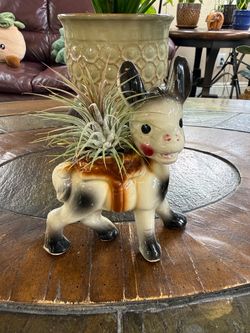 Live Air Plant Tillandsia with a Ceramic Donkey Pot (Please read full description)