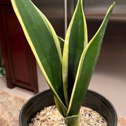 Sansevieria Black Gold