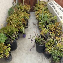 $3 Each Minimum Five 1 Gallon 