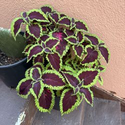 Coleus Plant