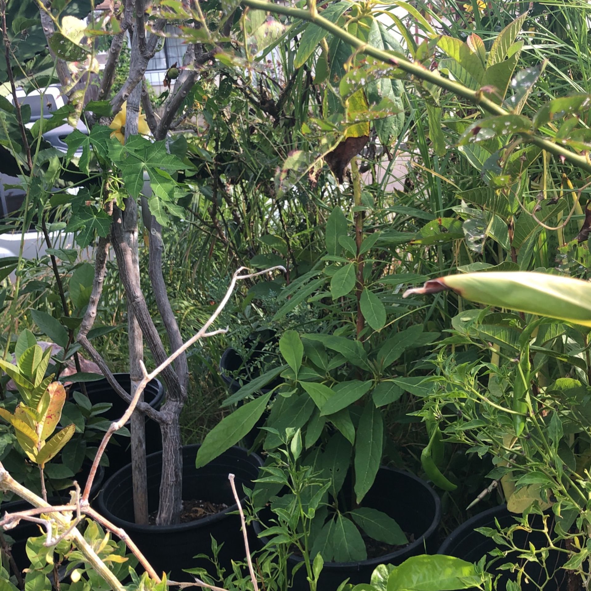 , Guava, Avocado Loquat Trees