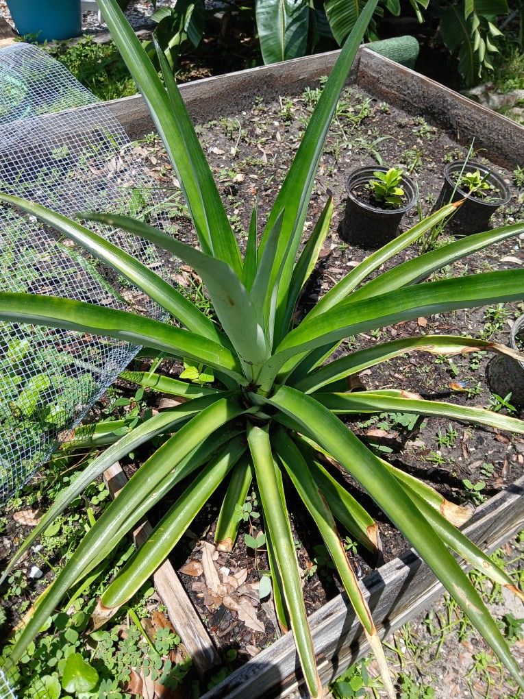 Pineapple Plant