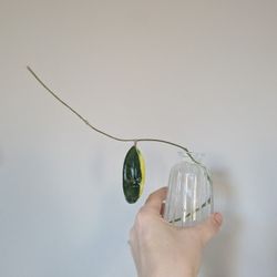 Hoya Acute Outer Var