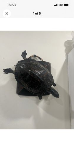 Large vintage turtle taxidermy