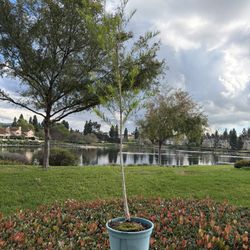 Teatree Plant With Plastic Pot(Melaleuca Alternifolia)