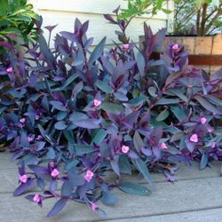 PURPLE HEART PLANT (Tradescantia Pallida)